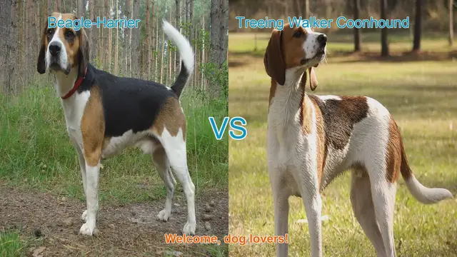 Video thumbnail for Beagle-Harrier vs. Treeing Walker Coonhound: A Comprehensive Comparison