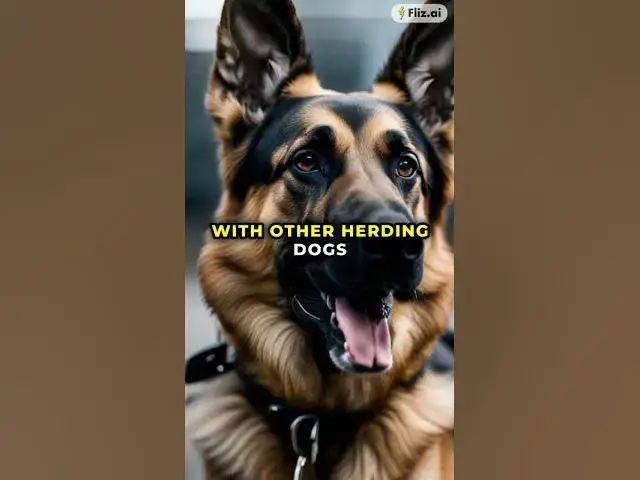 Video thumbnail for Check out my new blog about German Shepherds! Are German Shepherd Herding Dogs