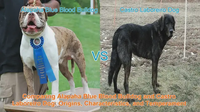 Video thumbnail for Comparing Alapaha Blue Blood Bulldog and Castro Laboreiro Dog: Origins, Characteristics, and Temperament