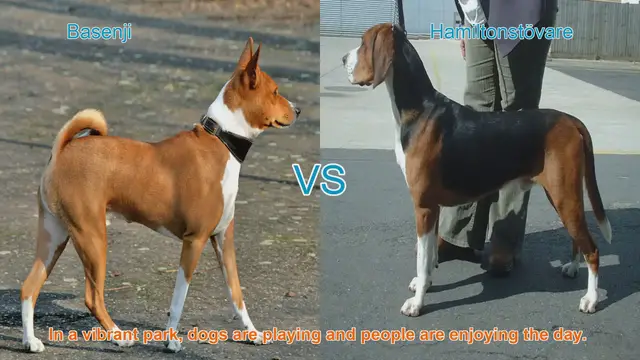Video thumbnail for Basenji vs. Hamiltonstövare: A Breed Comparison