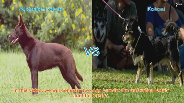 Video thumbnail for Australian Kelpie vs. Kokoni: A Breed Comparison