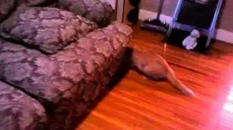 Video thumbnail for Mouse:0 Parker 1 | Parker The Cat