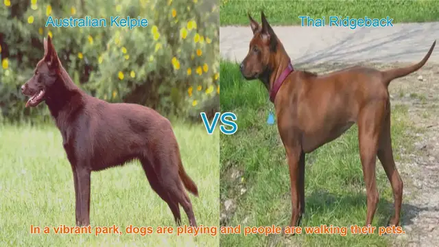 Video thumbnail for Australian Kelpie vs. Thai Ridgeback: A Breed Comparison