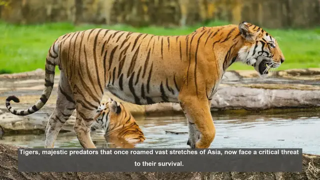 Video thumbnail for 10 Key Tiger Conservation Areas in Asia