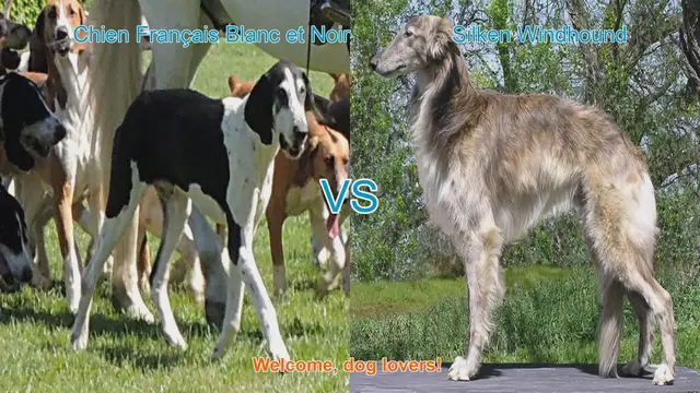 Video thumbnail for Comparing Chien Français Blanc et Noir vs. Silken Windhound: A Guide for Dog Lovers