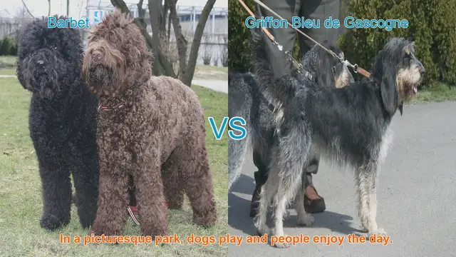 Video thumbnail for Barbet vs. Griffon Bleu de Gascogne: A Comparison of Two French Breeds