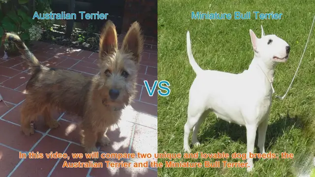 Video thumbnail for Australian Terrier vs. Miniature Bull Terrier: A Breed Comparison