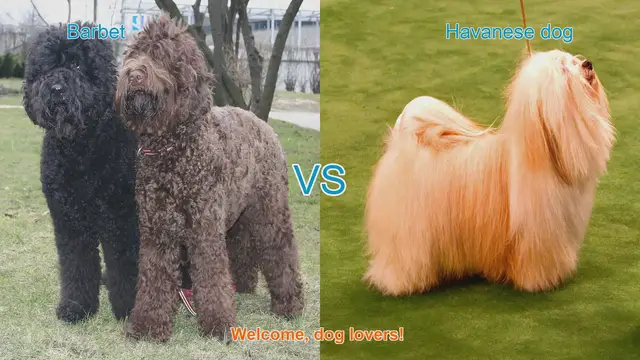 Video thumbnail for Barbet vs. Havanese: A Comparison of Charming Long-Hair Dog Breeds