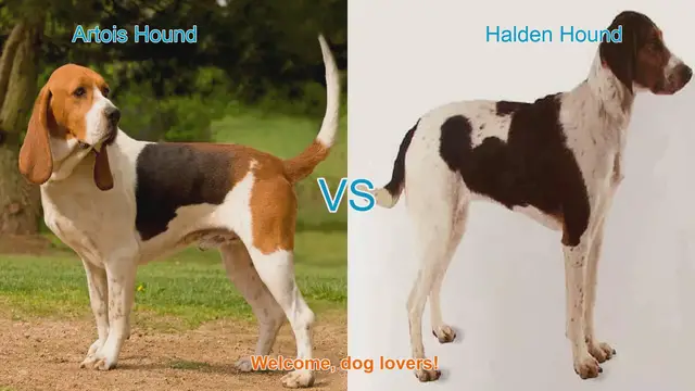 Video thumbnail for Artois Hound vs. Halden Hound: A Comparison of Two Dog Breeds