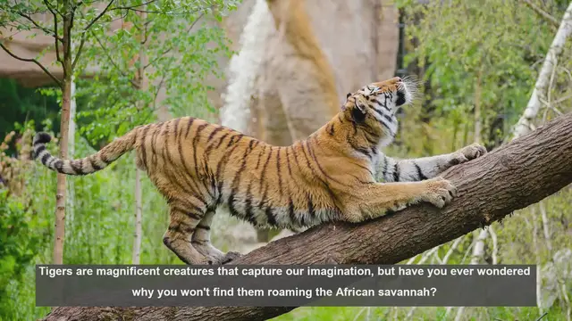Video thumbnail for 10 Reasons Why Tigers Don't Live in Africa
