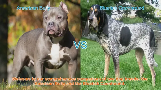 Video thumbnail for American Bully vs. Bluetick Coonhound: A Comprehensive Breed Comparison