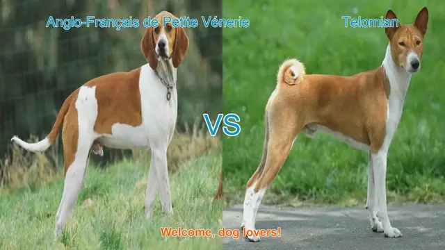 Video thumbnail for Dog Breed Showdown: Anglo-Français de Petite Vénerie vs. Telomian
