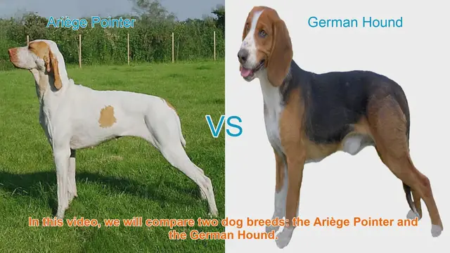 Video thumbnail for Ariège Pointer vs. German Hound: A Breed Comparison