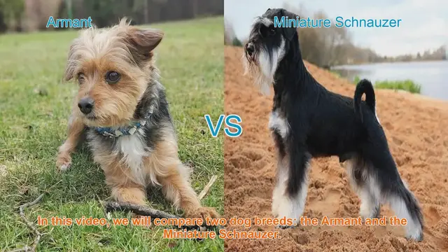 Video thumbnail for Armant vs. Miniature Schnauzer: A Comprehensive Comparison