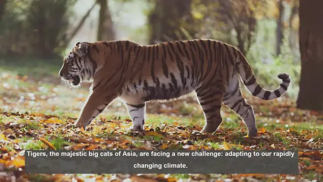 Video thumbnail for 10 Ways Tigers Are Adapting to Climate Change