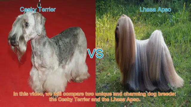 Video thumbnail for Cesky Terrier vs. Lhasa Apso: A Comparison of Two Charming Dog Breeds