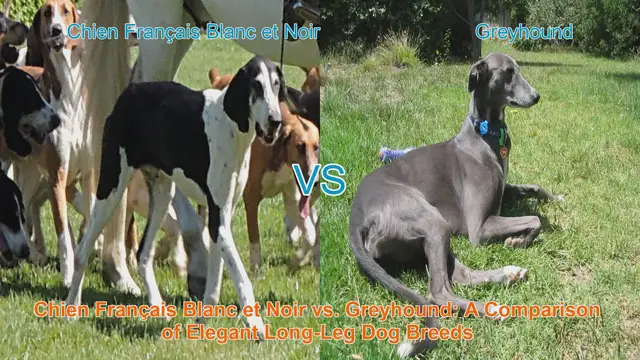 Video thumbnail for Chien Français Blanc et Noir vs. Greyhound: A Comparison of Elegant Long-Leg Dog Breeds