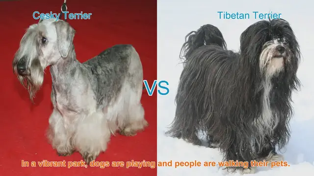 Video thumbnail for Comparing Cesky Terrier and Tibetan Terrier: A Guide to Choosing the Right Breed