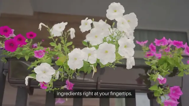 Video thumbnail for Top 5 Herbs to Grow on Your Patio