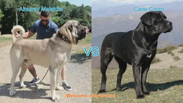 Video thumbnail for Aksaray Malaklisi vs. Cane Corso: A Comparison of Majestic Dog Breeds