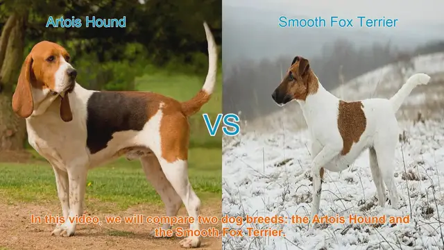 Video thumbnail for Artois Hound vs. Smooth Fox Terrier: A Comprehensive Comparison
