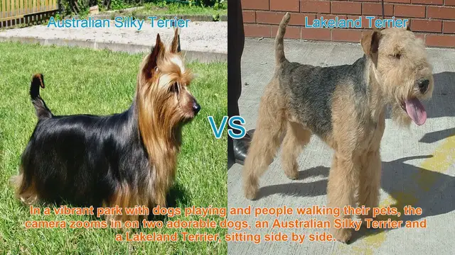 Video thumbnail for Comparing Australian Silky Terrier and Lakeland Terrier: A Guide to Choosing the Right Dog Breed
