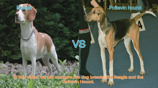 Video thumbnail for Beagle vs. Poitevin Hound: A Comparison of Two Popular Dog Breeds