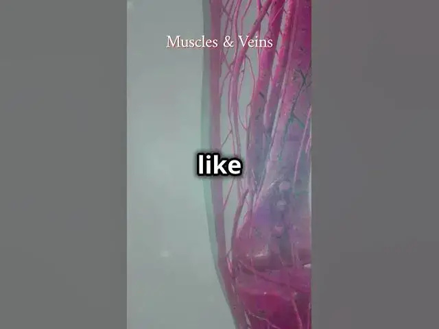 Video thumbnail for Journey to Your Muscles and Veins #skincare #skeleton #shorts