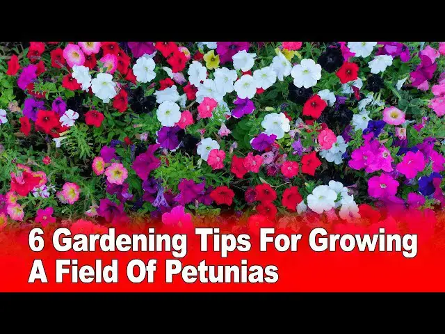 Video thumbnail for 6 Gardening Tips For Growing A Field Of Petunias