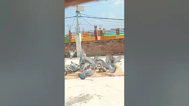 Video thumbnail for परिंदों का झुंड // Group of pigeons // kanakclasses // #viralshorts