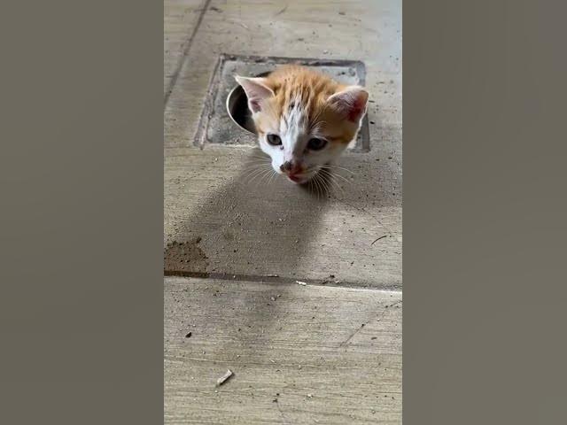 Video thumbnail for Stray Kitten Rescued From Drain Pipe  Viral Hog #aistory #animalrescue