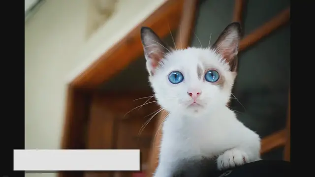 Video thumbnail for The Size of Ragdoll Cats: What to Expect as They Grow