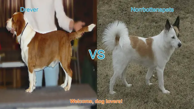 Video thumbnail for Drever vs. Norrbottenspets: A Comparison of Two Unique Dog Breeds