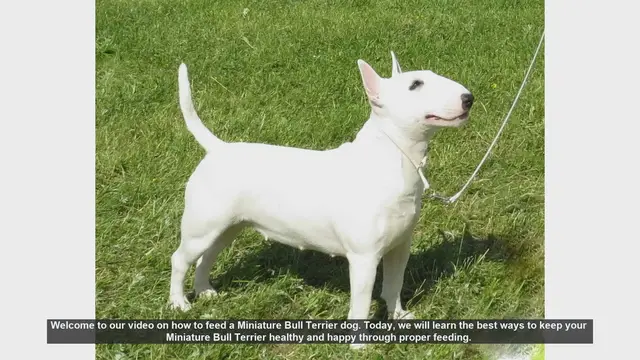 Video thumbnail for How to Properly Feed Your Miniature Bull Terrier