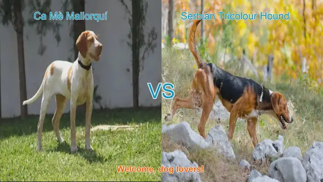 Video thumbnail for Dog Breed Comparison: Ca Mè Mallorquí vs. Serbian Tricolour Hound
