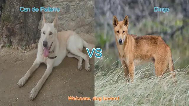 Video thumbnail for Can de Palleiro vs. Dingo: A Unique Dog Breed Comparison