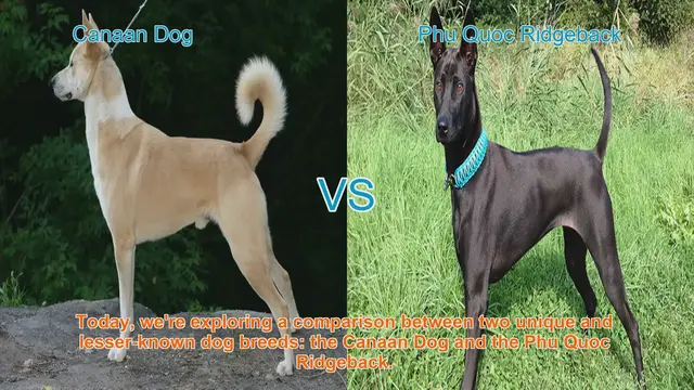 Video thumbnail for Canaan Dog vs. Phu Quoc Ridgeback: A Unique Breed Comparison