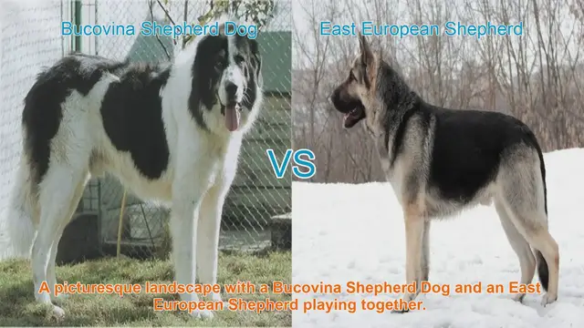 Video thumbnail for Bucovina Shepherd Dog vs. East European Shepherd: A Comparison