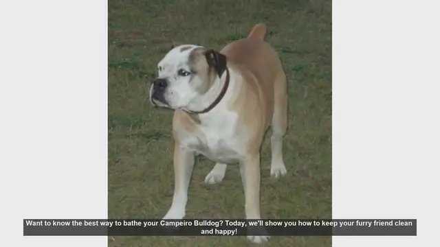 Video thumbnail for How to Bathe Your Campeiro Bulldog: Step-by-Step Guide