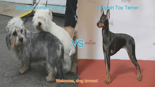 Video thumbnail for Dandie Dinmont Terrier vs. English Toy Terrier: A Breed Comparison