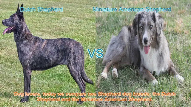 Video thumbnail for Dutch Shepherd vs. Miniature American Shepherd: A Comparison