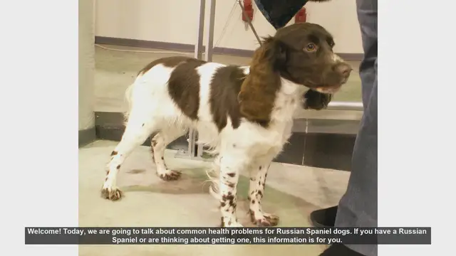 Video thumbnail for Common Health Problems in Russian Spaniel Dogs