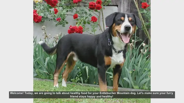 Video thumbnail for Healthy Food Tips for Your Entlebucher Mountain Dog