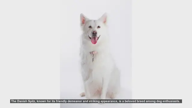Video thumbnail for Common Health Issues in Danish Spitz Dogs: What You Need to Know