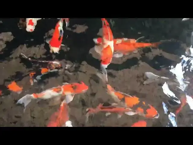 Video thumbnail for Protect Your Koi: Effective Gill Fluke Prevention Strategies