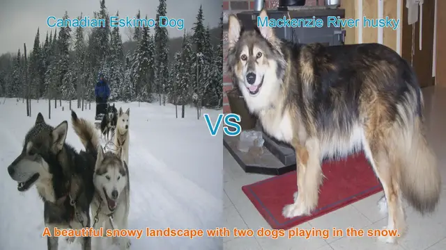 Video thumbnail for Canadian Eskimo Dog vs. Mackenzie River Husky: A Comparison of Two Remarkable Breeds