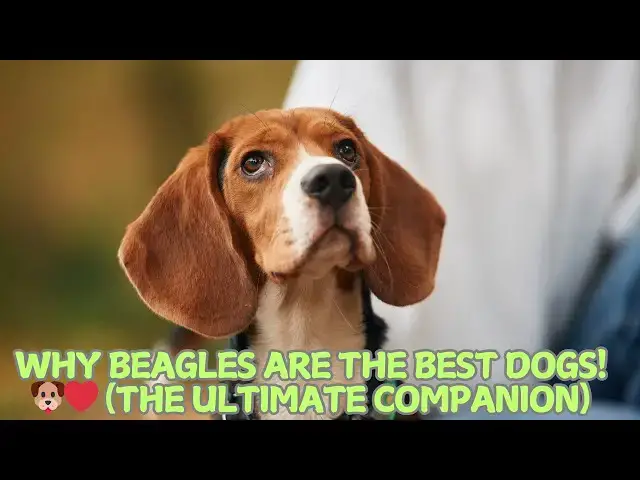 Video thumbnail for Why Beagles Are the Best Dogs! 🐶❤️ (The Ultimate Companion)
