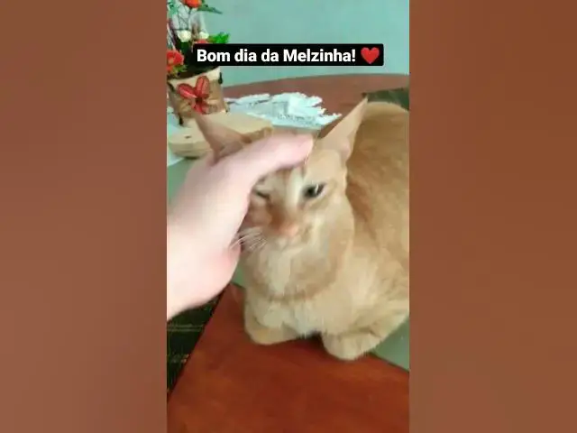 Video thumbnail for Melzinha dando seu bom dia! #cats #shorts #gatos #bomdia #gatinhos #gatinha #linda