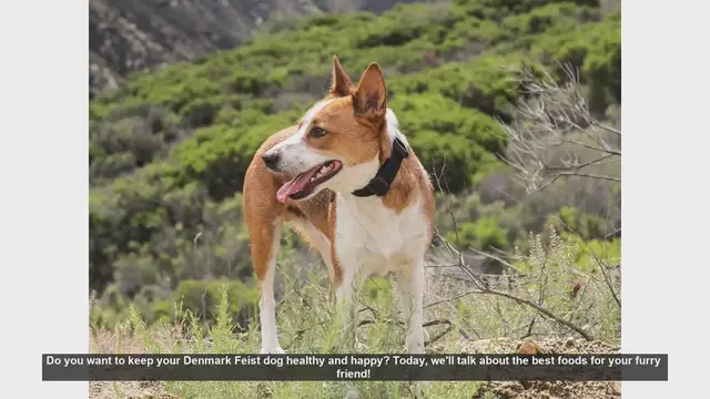 Video thumbnail for Top Foods to Keep Your Denmark Feist Dog Healthy and Happy
