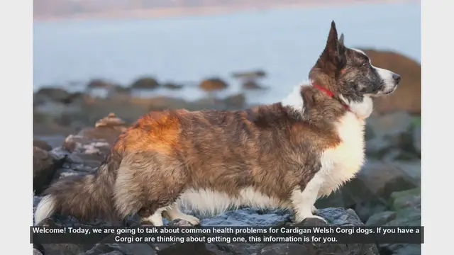 Video thumbnail for Common Health Problems in Cardigan Welsh Corgis